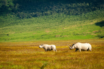 Black Rhino with offspring with a backdrop of the Ngongoro Crater, Tanzania