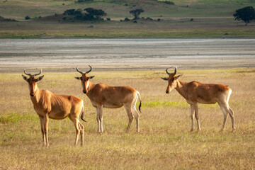 Three stationary Coke's Hartebeest in Serengeti National Park, Tanzania
