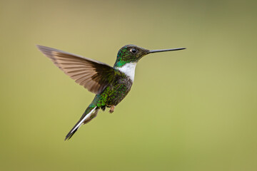 Collared Inca hummingbird in flight and isolated against a green background - obrazy, fototapety, plakaty