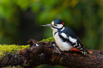 Obraz premium great spotted woodpecker in the forest of Norway