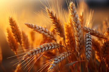 Create an elegant composition by focusing on the intricate details of wheat ears against a soft-focus background, showcasing the natural beauty of the crop in a sophisticated manne