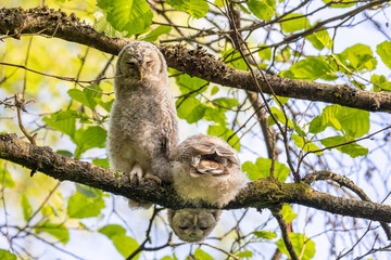 Cat Owl in the forest of Norway