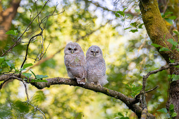 Cat Owl in the forest of Norway