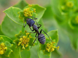 Ant collecting pollen and nectar on a flower