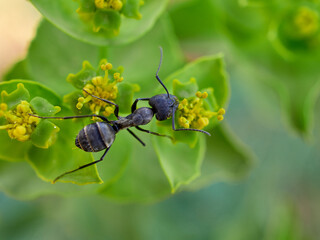 Ant collecting pollen and nectar on a flower