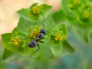 Ant collecting pollen and nectar on a flower
