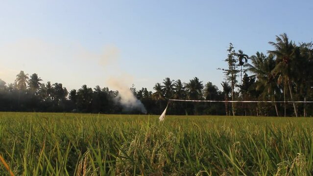 View of rice fields in the afternoon, smoke from burning straw, good for videos about rice fields