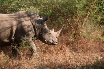 Fototapeta premium un rhinocéros en ballade