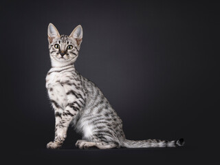 Silver F6 Savannah cat kitten, sitting up side ways. Looking towards camera. Isolated on a black background.