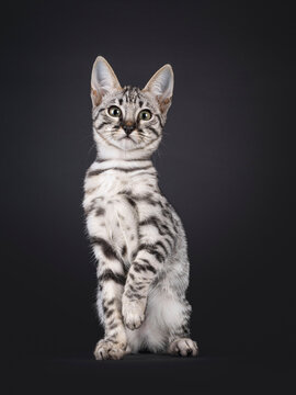 Silver F6 Savannah cat kitten, sitting up facing front. Looking towards camera. Isolated on a black background.