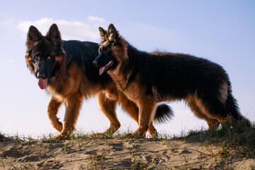 German Shepards
