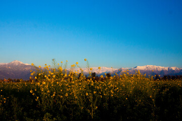 Obraz premium Cordillera y flor de mostaza