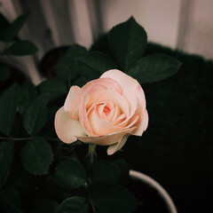 spotted pink rose on dark background