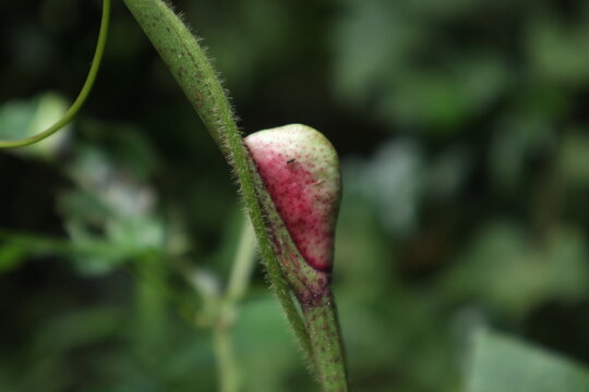 A natural new leaf protection case (Stipule), which holding inside a waiting to be unfold fresh leaf on a stem of a Bandicoot Berry plant