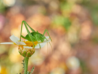 Green long-legged grasshopper camouflaged on a plant. Genus Odontura