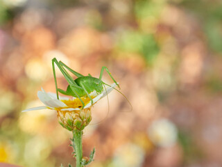 Green long-legged grasshopper camouflaged on a plant. Genus Odontura
