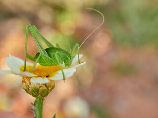 Green long-legged grasshopper camouflaged on a plant. Genus Odontura