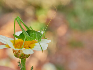 Green long-legged grasshopper camouflaged on a plant. Genus Odontura
