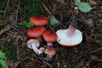 Russula rhodopus, a red brittlegill mushroom from Finland, no common English name - obrazy, fototapety, plakaty