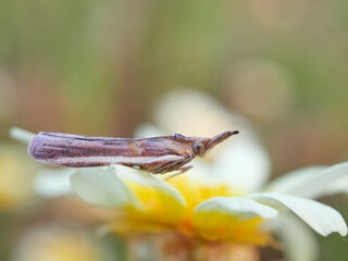 Small moth on a flower. Moth family Pyralidae