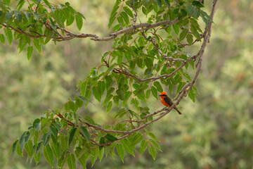 A Male Vermilion Flycatcher, Red Bird in Nature