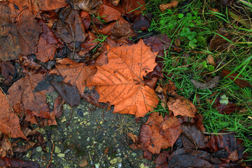 Wet Autumn Leaves, Grasses and Stones