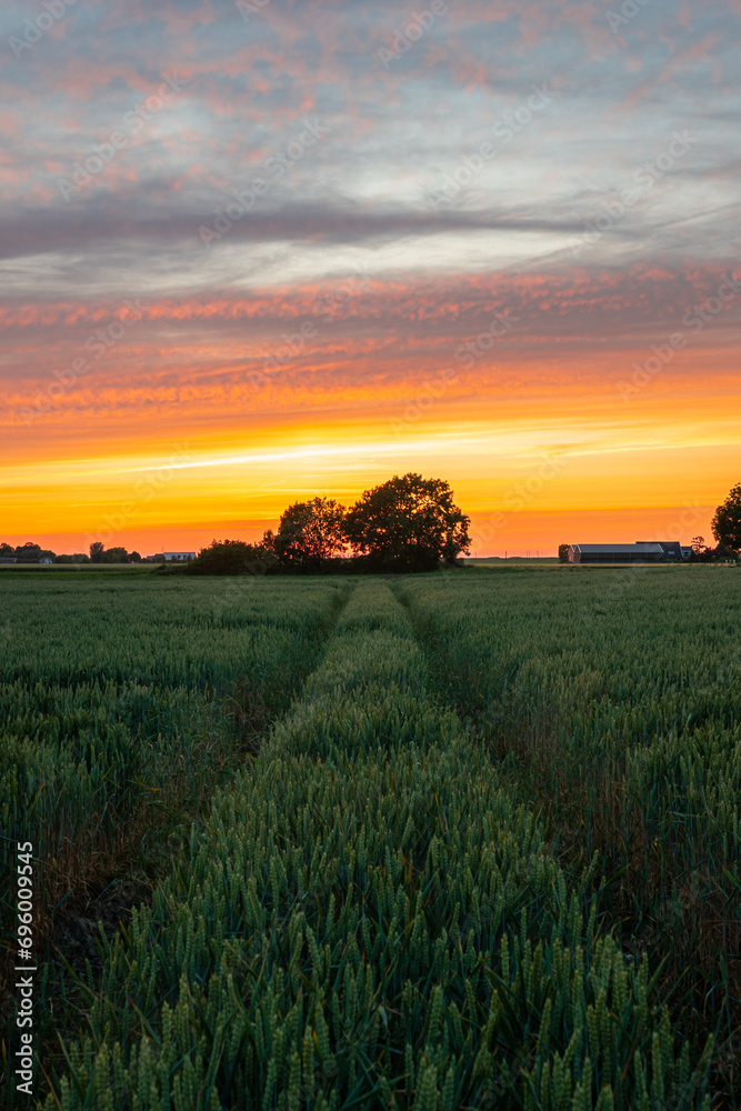 Wall mural Track in a wheat field leads to a group of trees below a colorful evening sky