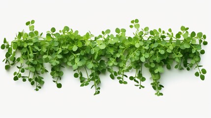 Garland of Climbing Green Plants on White Background