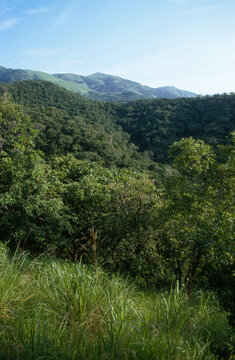 R&eacute;serve des chimpanz&eacute;s, Parc national de Gombe, Tanzanie