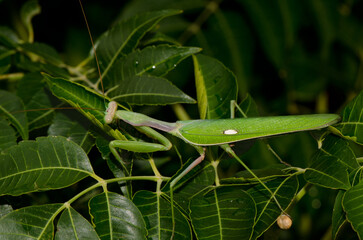 Naklejka premium European mantis Mantis religiosa. Bornos. Cadiz. Andalusia. Spain.