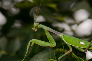 European mantis Mantis religiosa. Bornos. Cadiz. Andalusia. Spain.