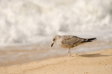 Juvenile yellow-legged gull Larus michahellis. Chipiona. Cadiz. Andalusia. Spain.