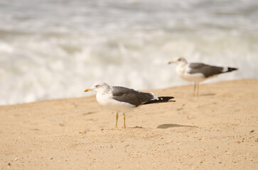Obraz premium Yellow-legged gulls Larus michahellis. Chipiona. Cadiz. Andalusia. Spain.