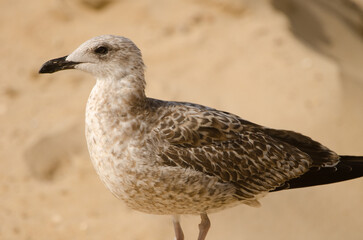Juvenile yellow-legged gull Larus michahellis. Chipiona. Cadiz. Andalusia. Spain.