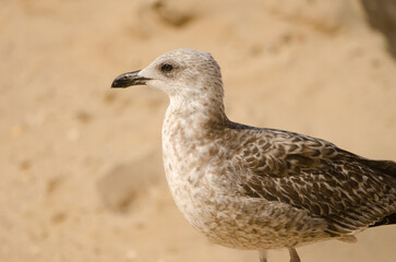 Juvenile yellow-legged gull Larus michahellis. Chipiona. Cadiz. Andalusia. Spain.