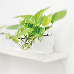 pothos indoor plant in the white interior idea