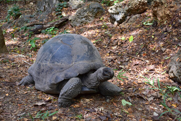 Giant Galapagos tortoise, close-up photo.