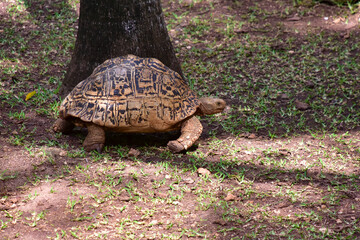 Large land turtle in the photo close-up.