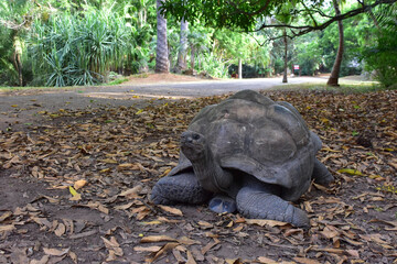 Giant Galapagos tortoise, close-up photo.