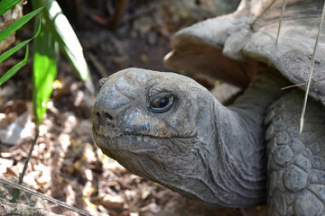 Giant Galapagos tortoise, close-up photo.