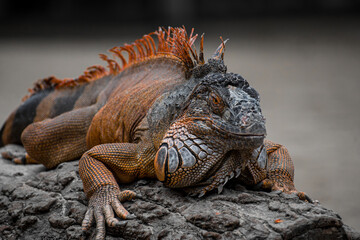 Wildlife