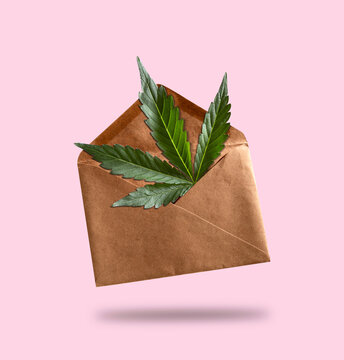 Big cannabis leaf in craft paper envelope on pink background. Cannabis delivery concept.