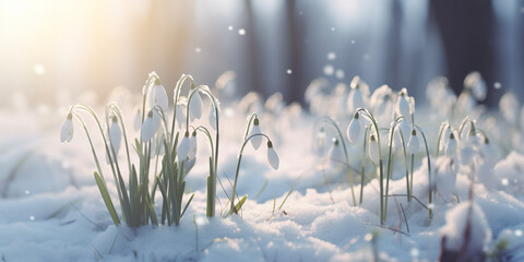 Snow-covered snowdrops in a winter meadow, highlighting the delicate and small details of the season. - obrazy, fototapety, plakaty
