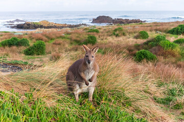 Naklejka na ściany i meble Photograph of a lone Bennetts Wallaby standing amongst grass near the coast on King Island in the Bass Strait of Tasmania in Australia