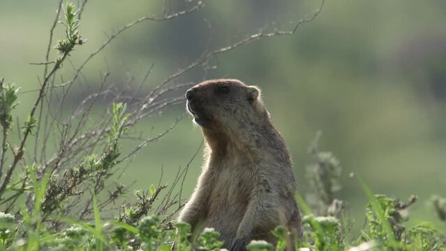 The groundhog screams at dawn Beautiful shot of marmota bobak. Groundhog Day.	
