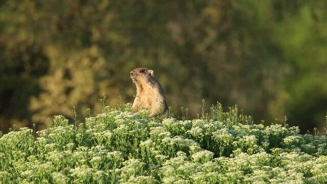 A groundhog screams in the grass. A wonderful video of marmota bobak. Groundhog Day.