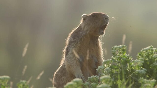 A groundhog screams in the grass. A wonderful video of marmota bobak. Groundhog Day.