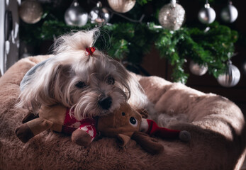 Perro con juguete de navidad, decoración navideña