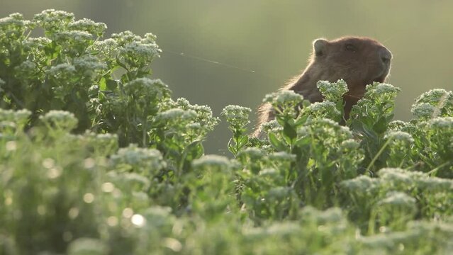 A groundhog screams in the grass. A wonderful video of marmota bobak. Groundhog Day.