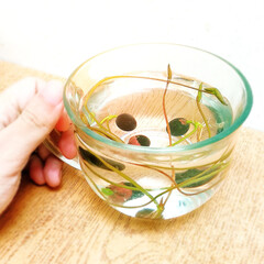 water seedling plant in shotglass